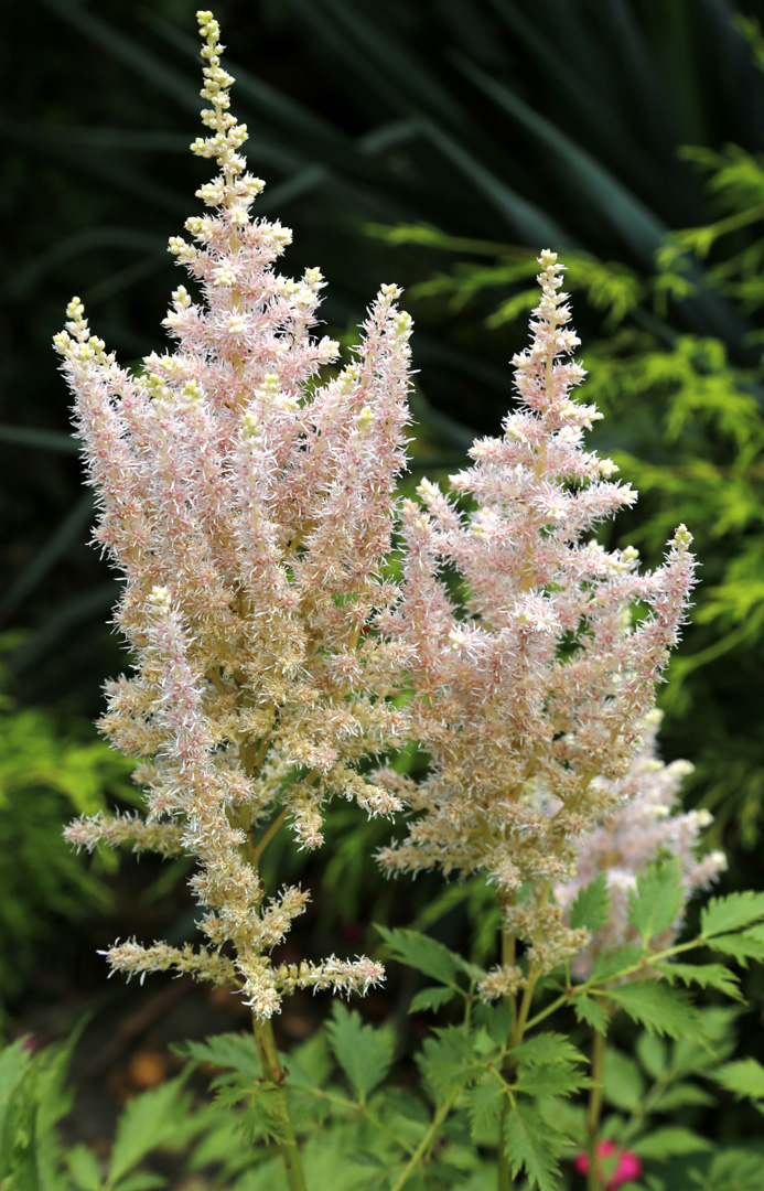 Изображение особи род Astilbe.