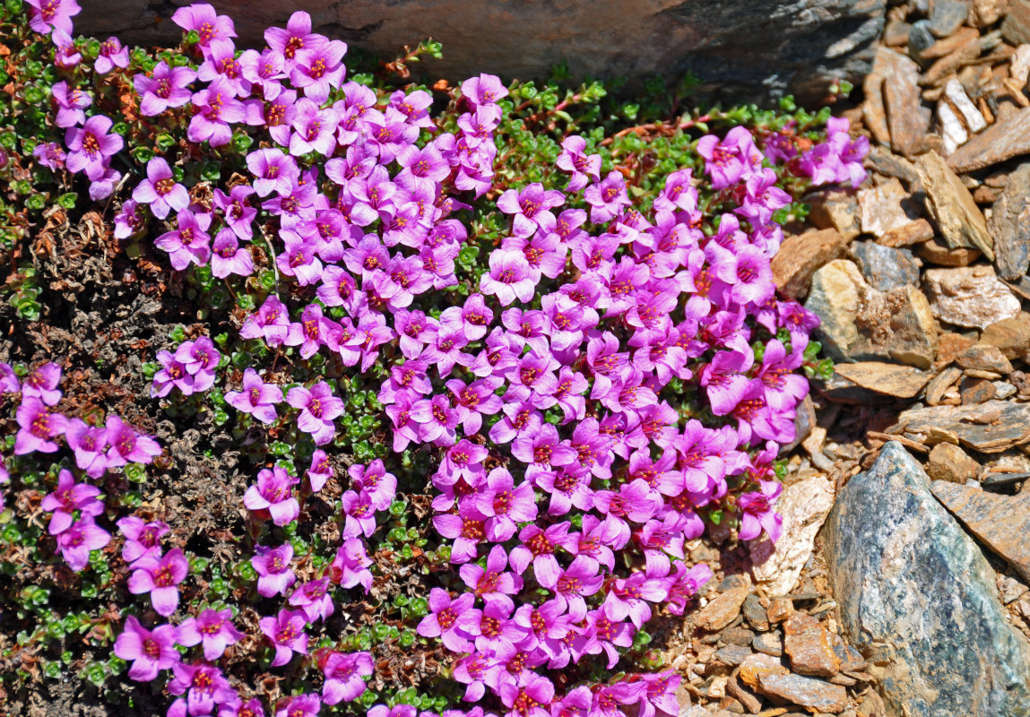 Изображение особи Saxifraga asiatica.