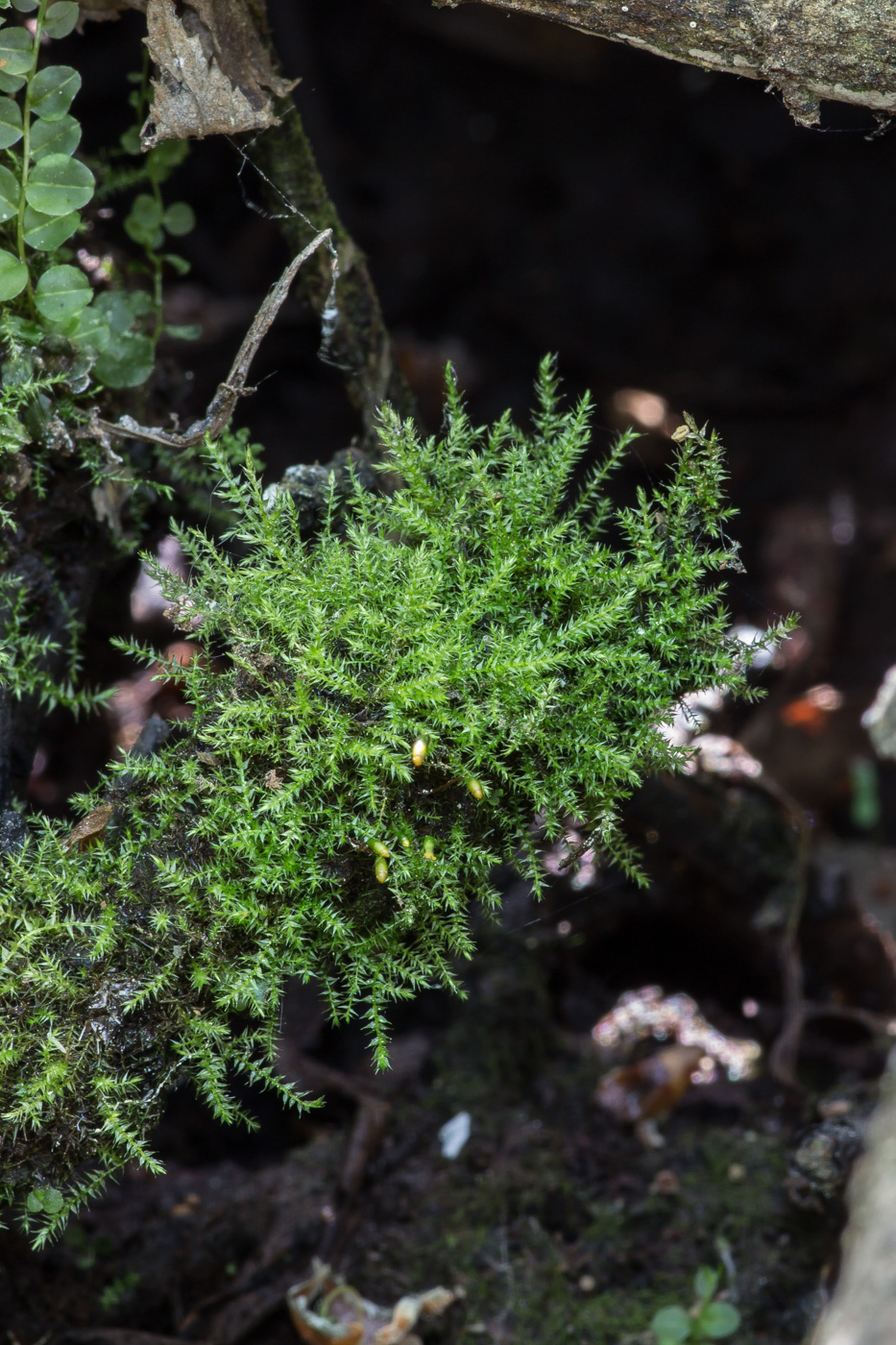 Image of class Bryopsida specimen.