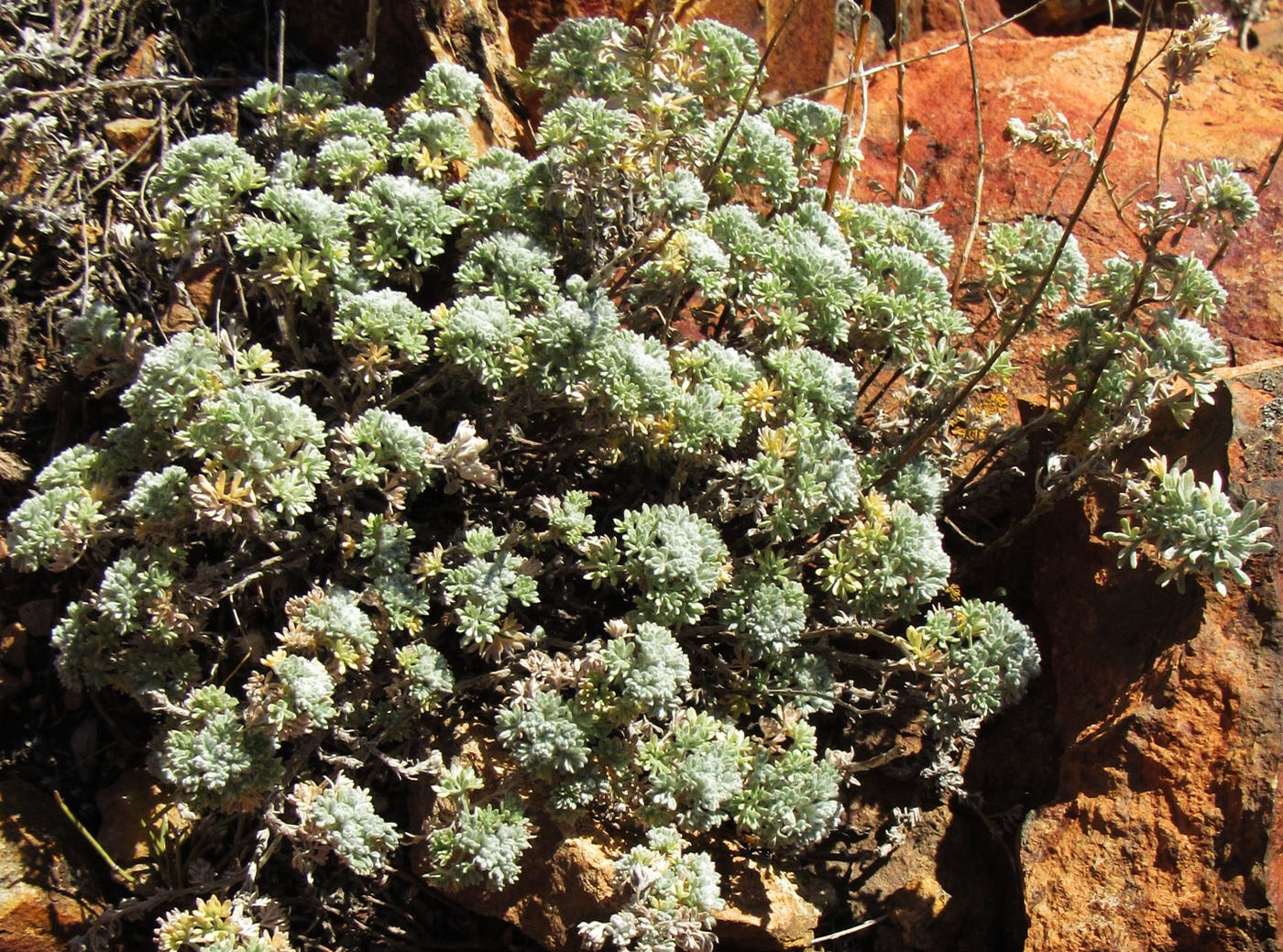 Image of genus Artemisia specimen.