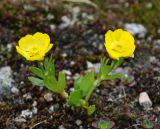 Ranunculus altaicus