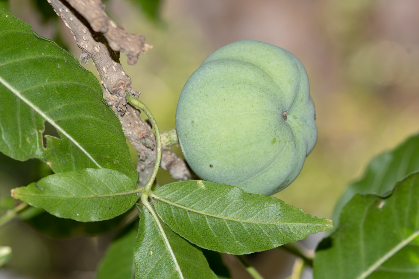 Изображение особи Casimiroa edulis.