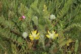 Astragalus dasyanthus