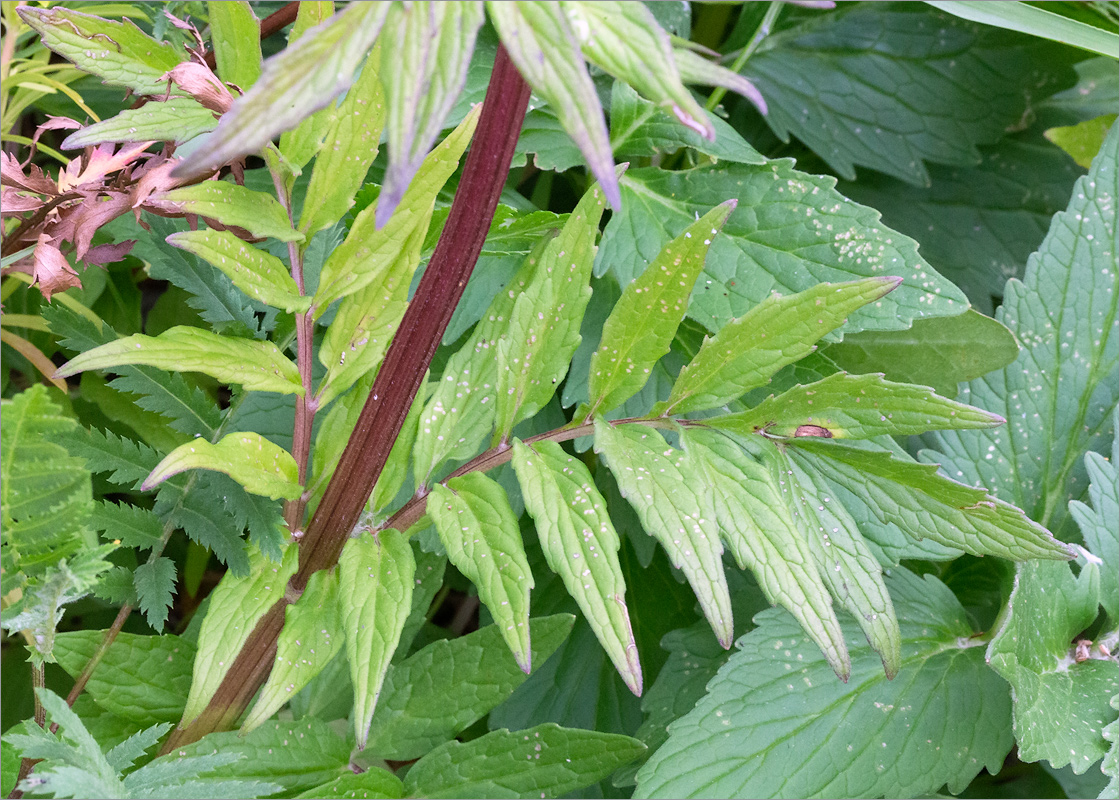 Image of Valeriana salina specimen.