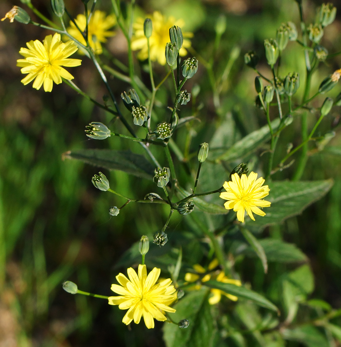 Image of Lapsana communis specimen.