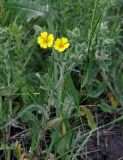 Potentilla astracanica. Верхушка цветущего растения. Воронежская обл., Лискинский р-н, музей-заповедник \"Дивногорье\", разнотравная степь. 01.06.2019.