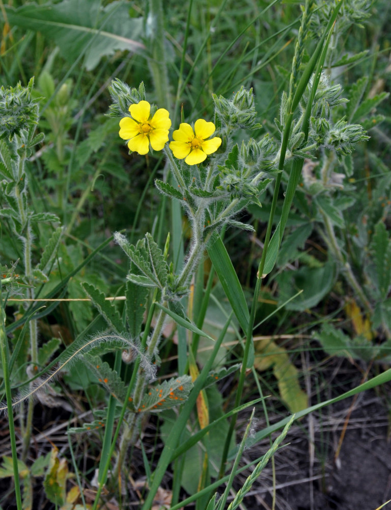 Image of Potentilla astracanica specimen.