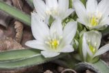 Ornithogalum fimbriatum