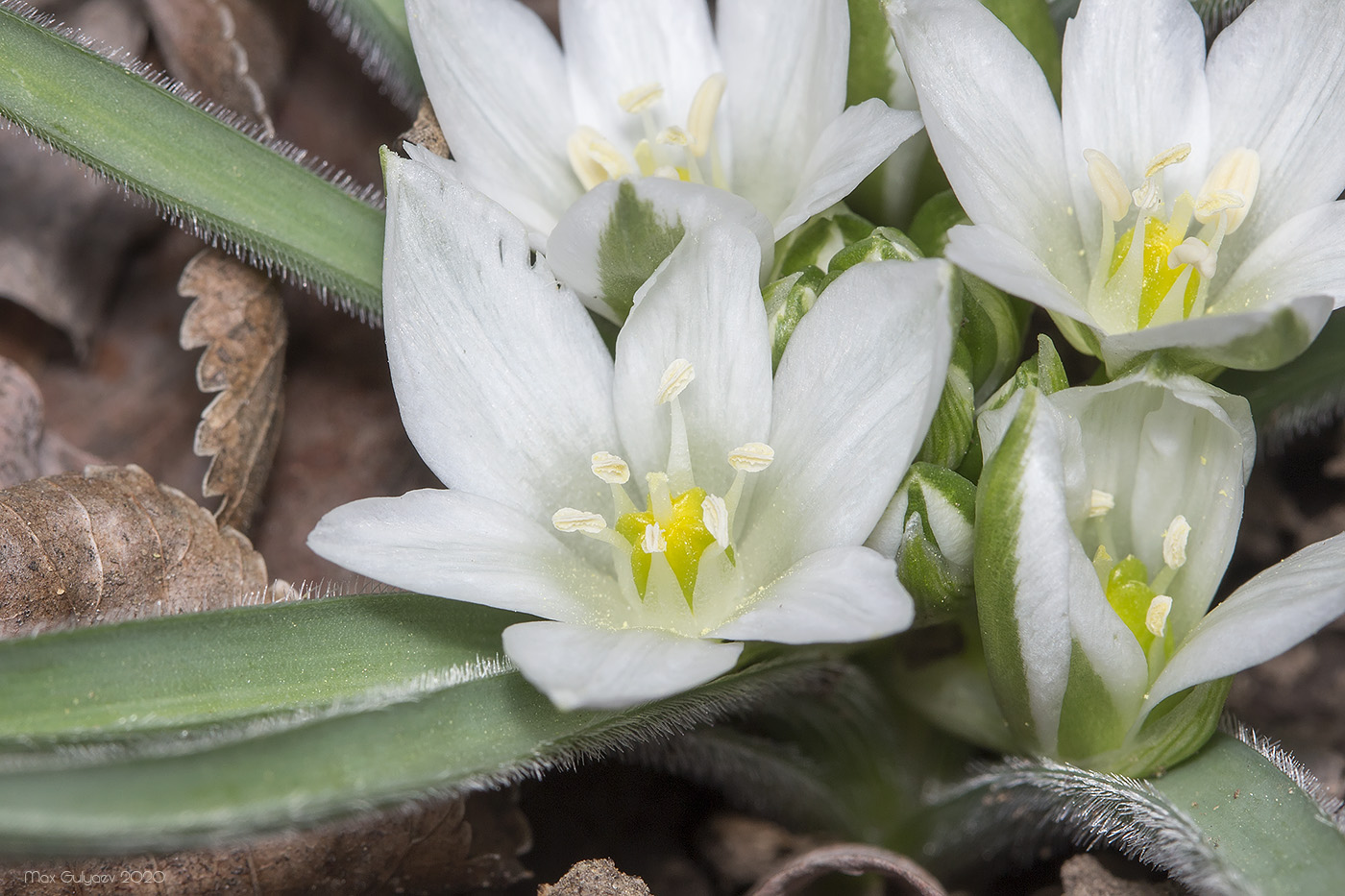 Image of Ornithogalum fimbriatum specimen.