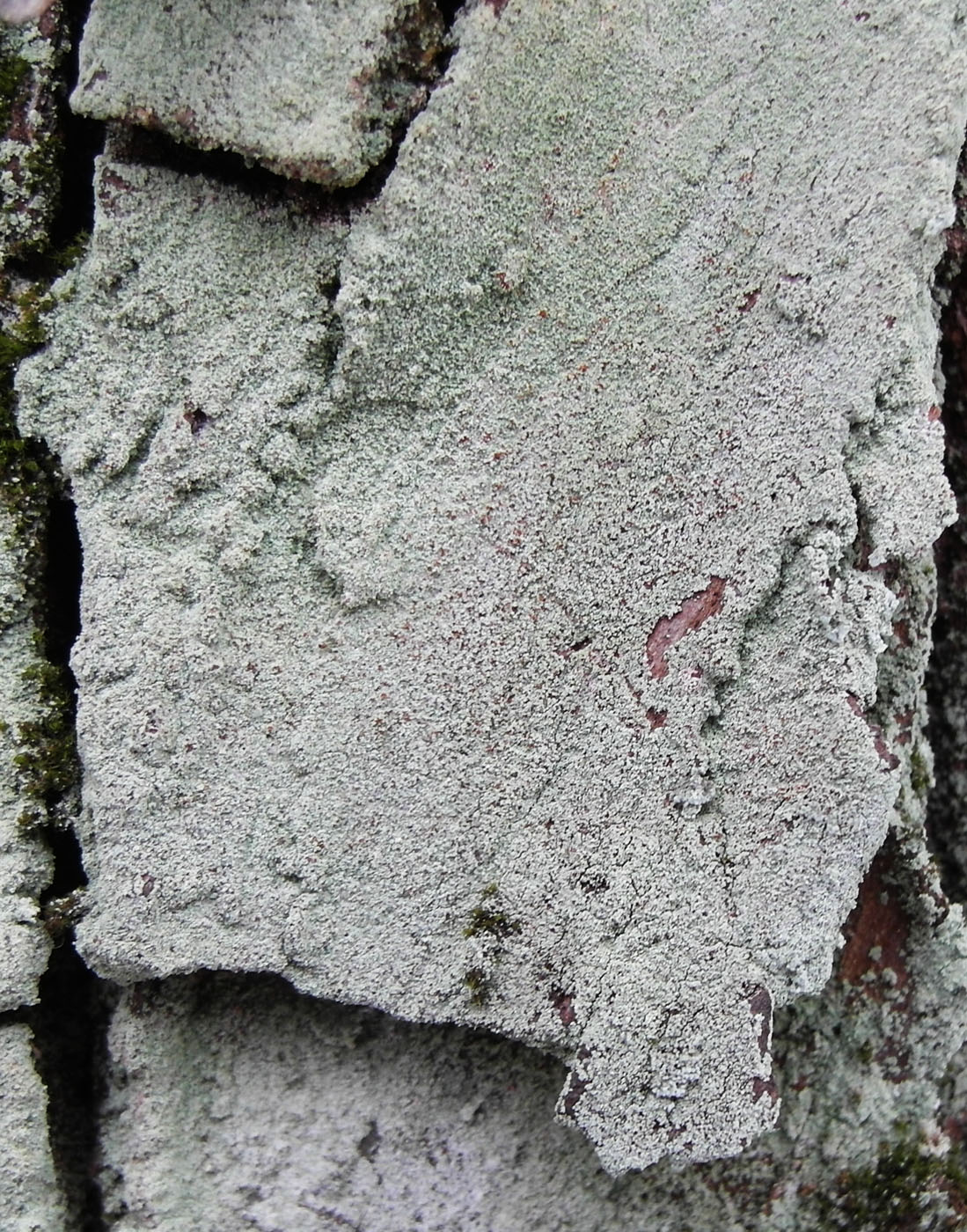 Image of genus Lepraria specimen.