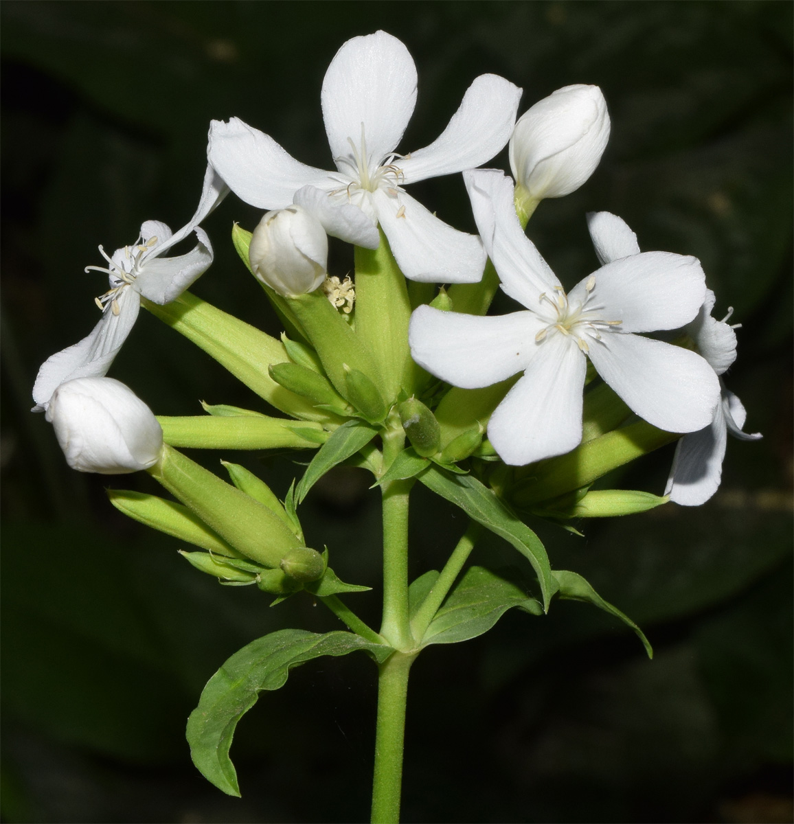 Изображение особи Saponaria officinalis.