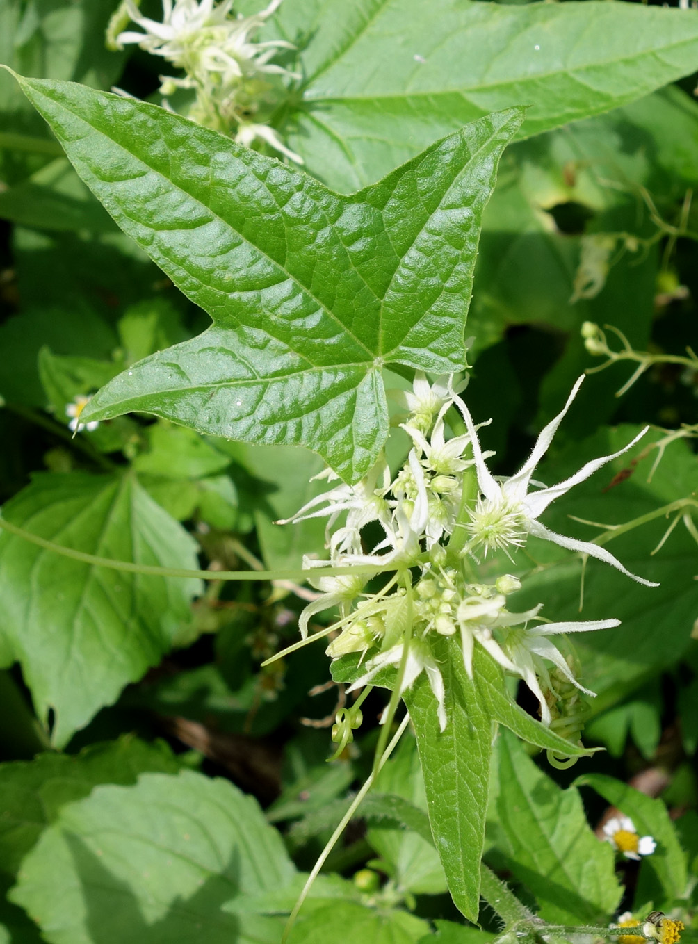 Изображение особи Echinocystis lobata.