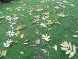 Juglans mandshurica. Опавшие листья. Тверская обл., г. Тверь, городской сад, в озеленении. 28 сентября 2019 г.