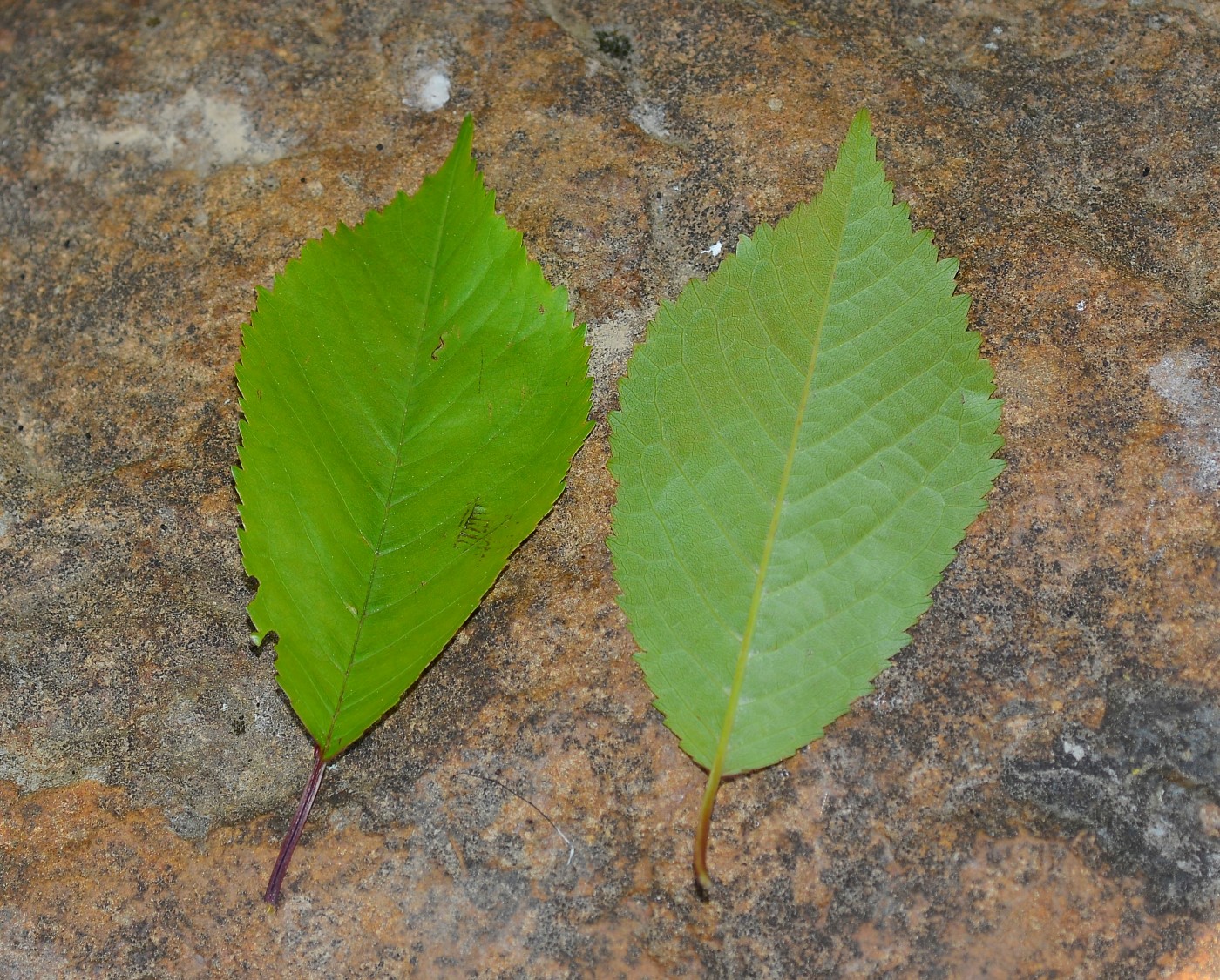 Image of Cerasus avium specimen.