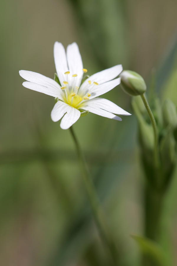Image of Stellaria holostea specimen.
