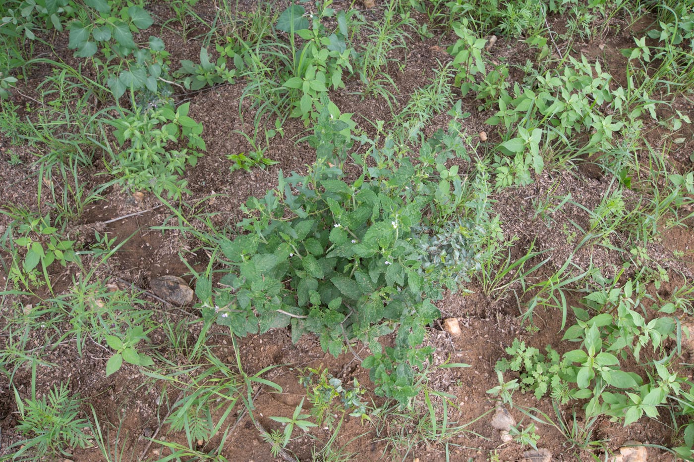 Image of Lantana angolensis specimen.