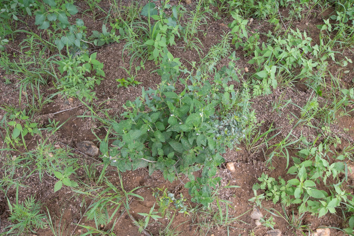 Изображение особи Lantana angolensis.