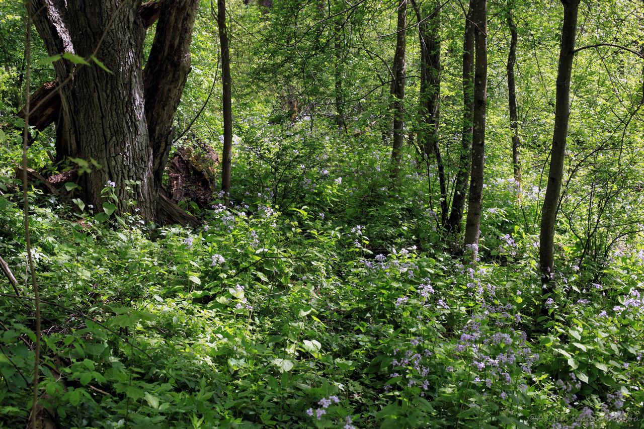 Изображение особи Lunaria rediviva.