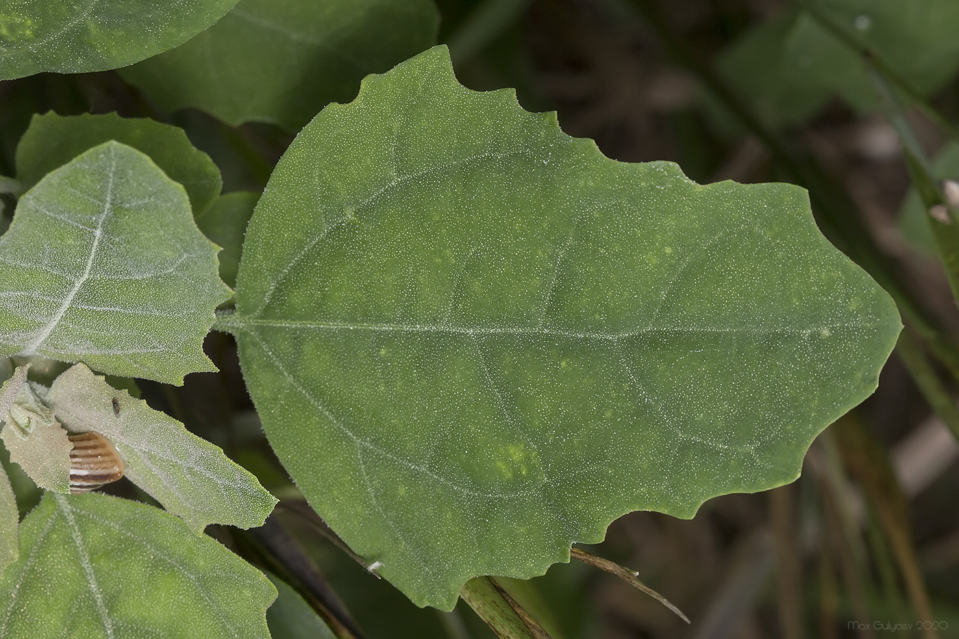 Изображение особи Chenopodium album.