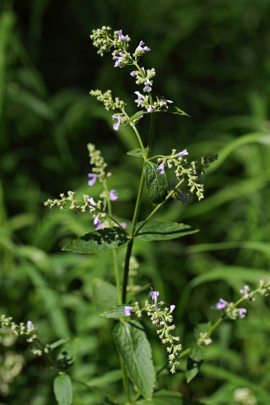 Изображение особи Nepeta nuda.