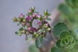 Sedum spurium