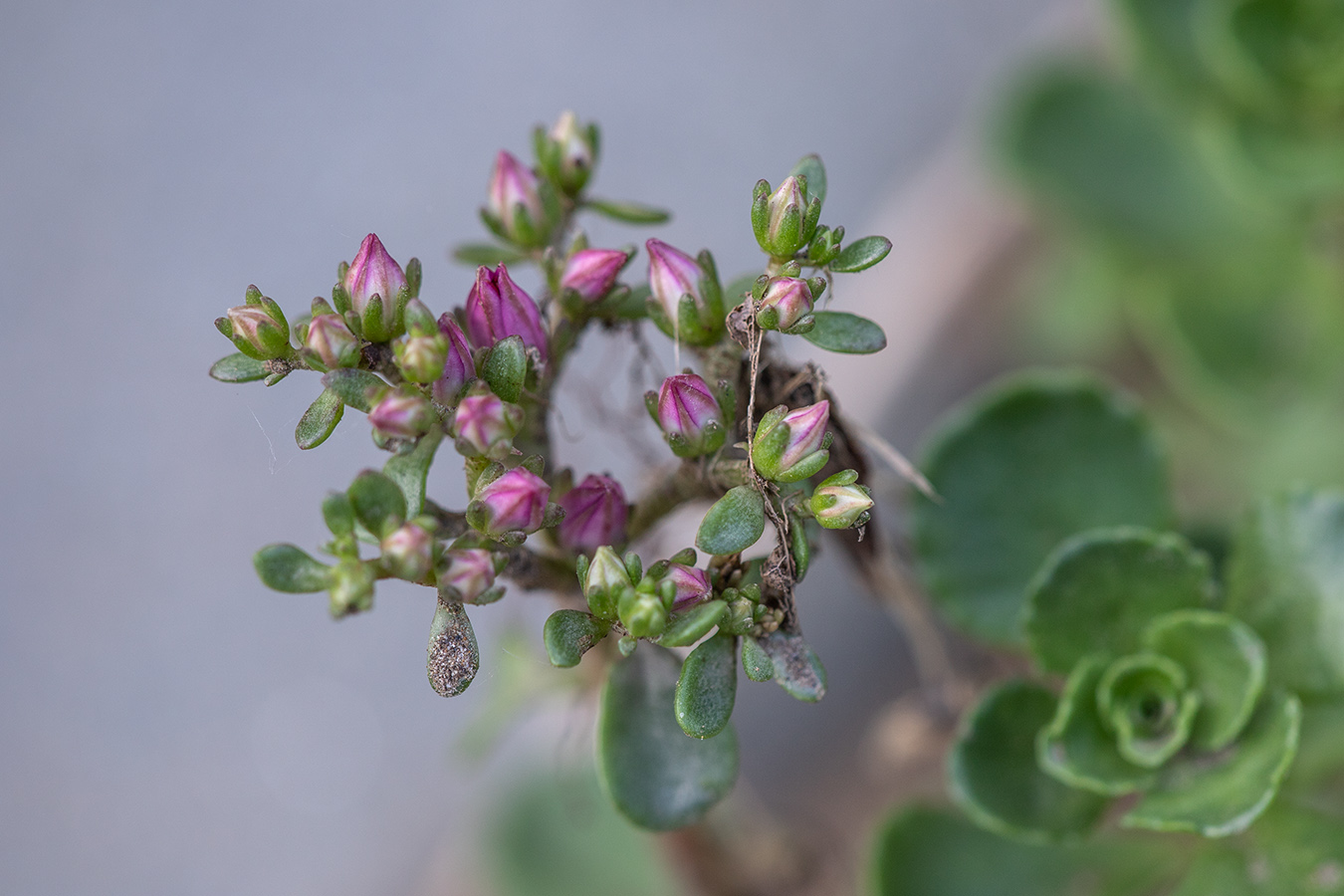 Image of Sedum spurium specimen.