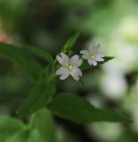 Epilobium montanum. Цветки. Калужская обл., Боровский р-н, окр. Чёлоховского ручья, смешанный лес, на тропе. 24 июня 2020 г.