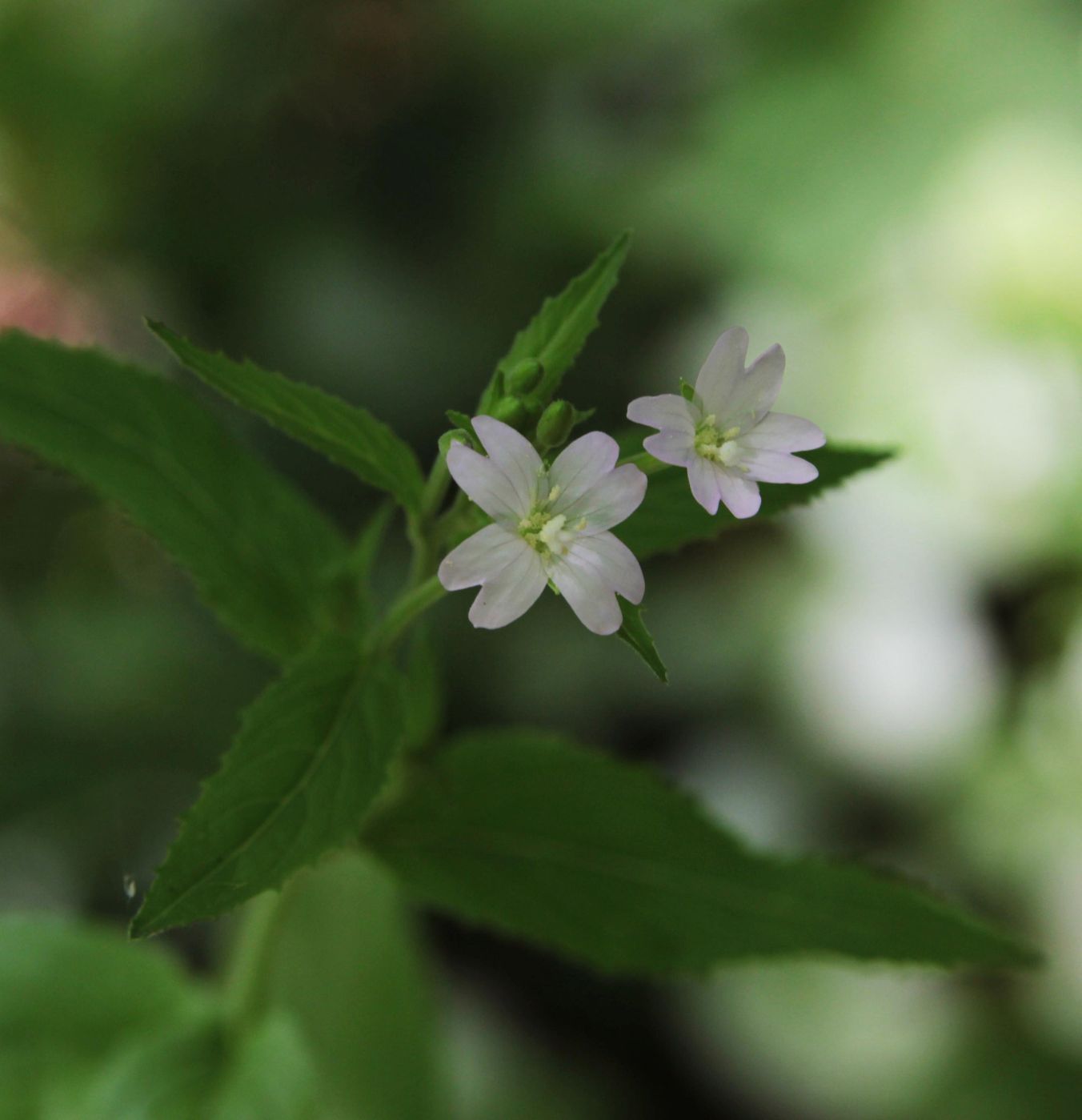 Изображение особи Epilobium montanum.