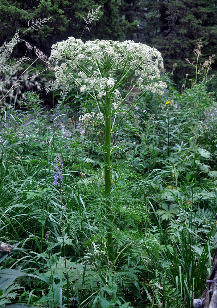 Изображение особи Pleurospermum uralense.