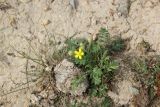 Potentilla bifurca. Цветущее растение. Республика Алтай, Усть-Канский р-н, Усть-Канская степь. 27.07.2020.