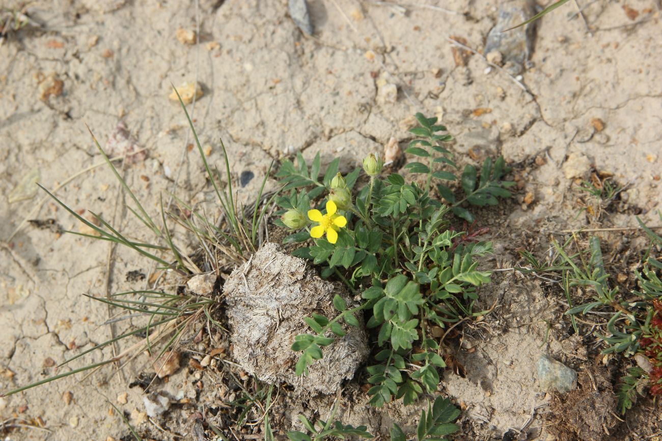 Изображение особи Potentilla bifurca.