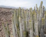 Euphorbia canariensis