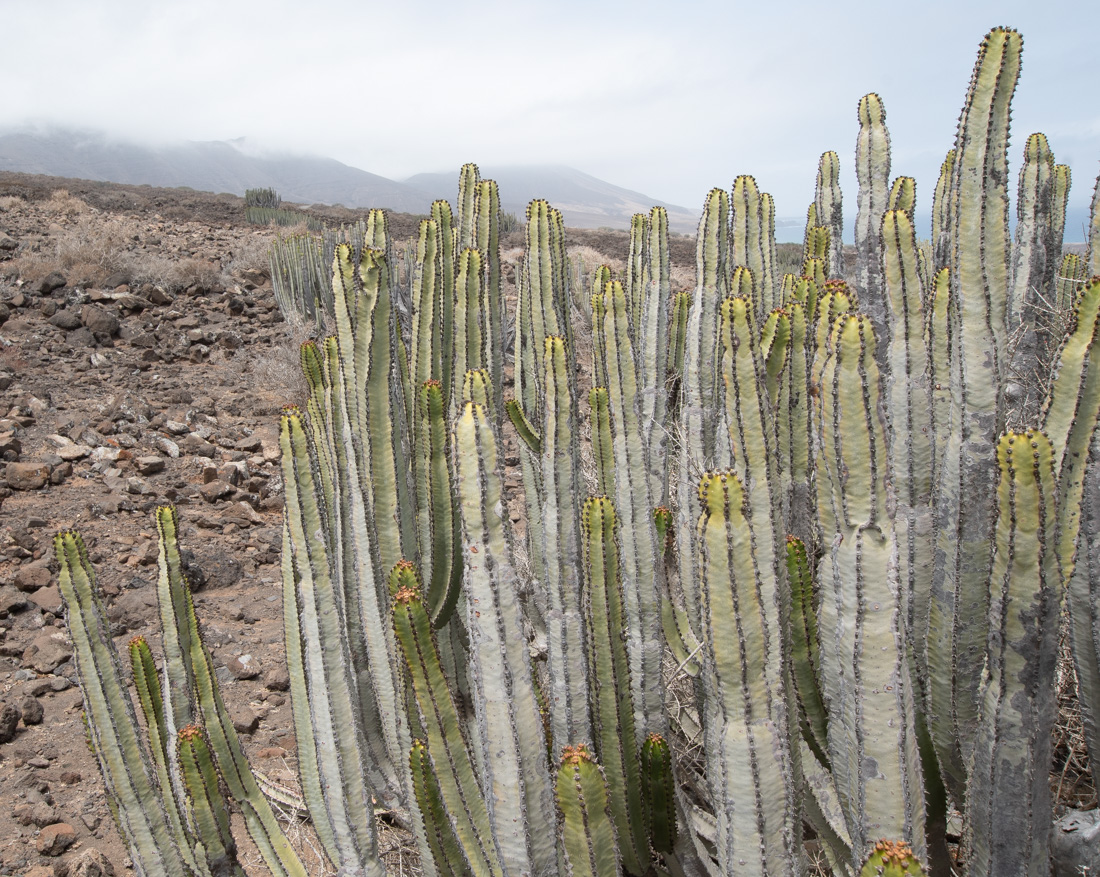 Изображение особи Euphorbia canariensis.