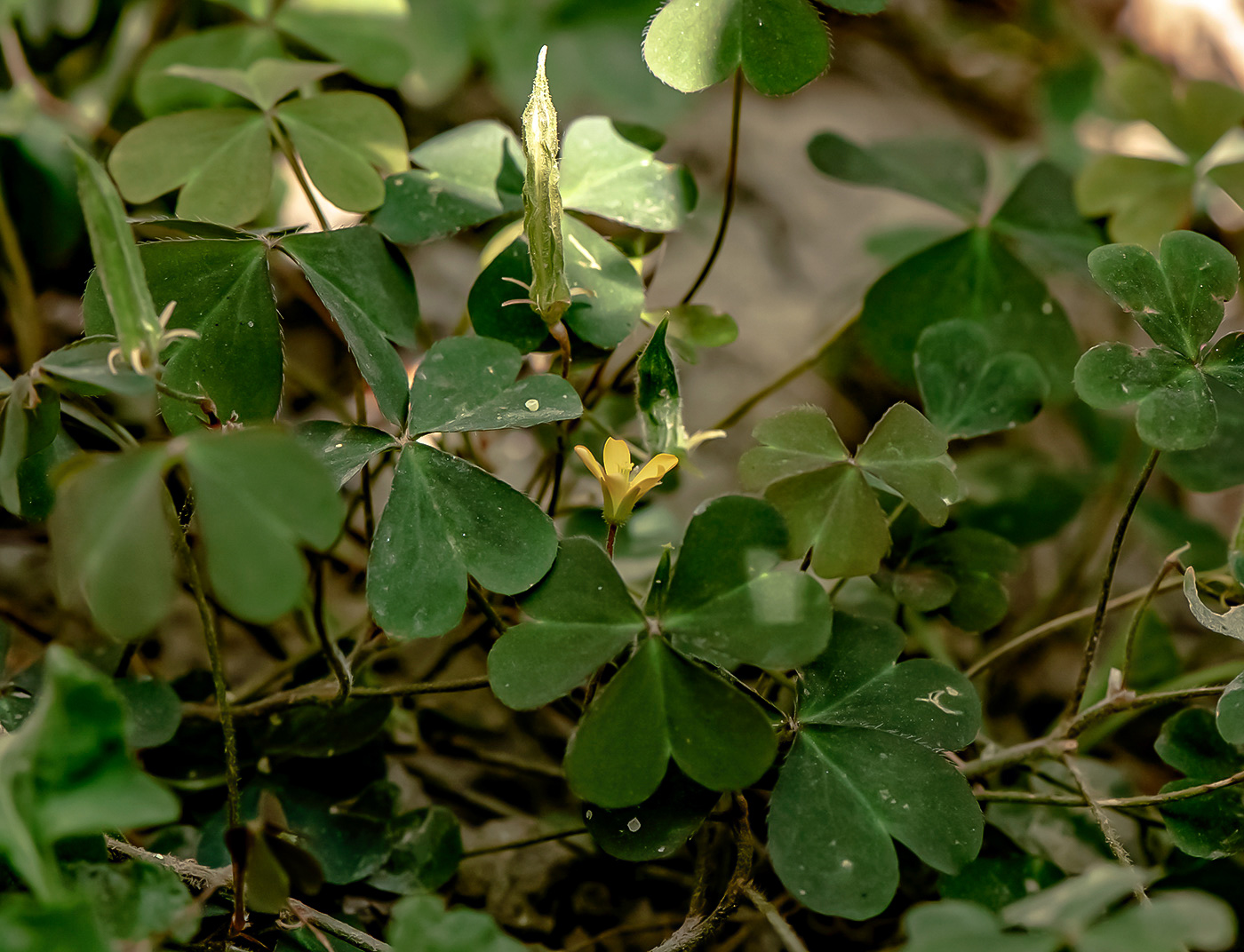 Изображение особи Oxalis corniculata.