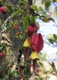 Abutilon megapotamicum. Верхушка побега с цветками. Испания, автономное сообщество Каталония, провинция Жирона, комарка Баш-Эмпорда, муниципалитет Палафружель, ботанический сад \"Кап-Роч\". 09.04.2016.