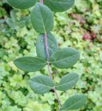 genus Lonicera
