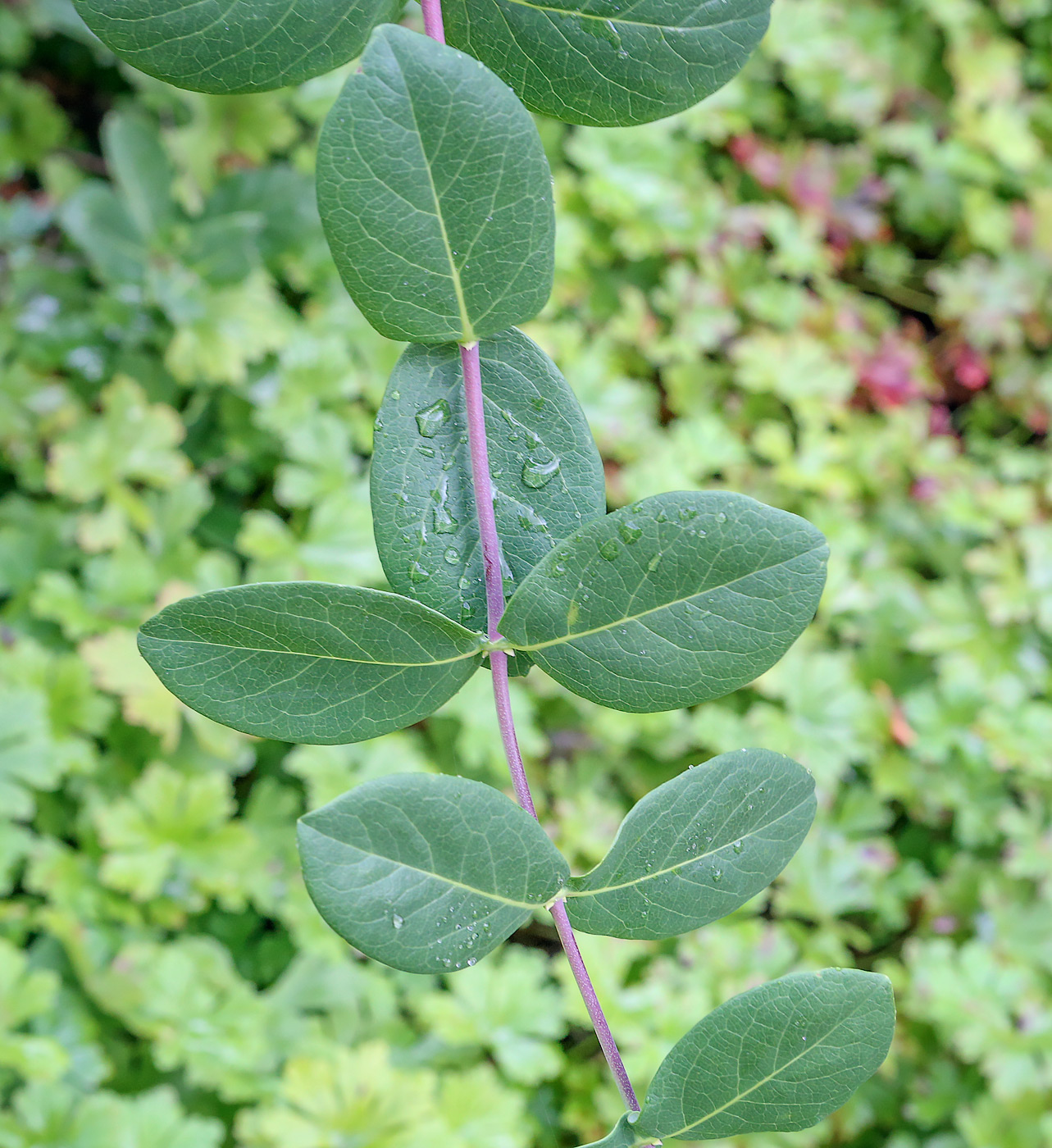 Image of genus Lonicera specimen.