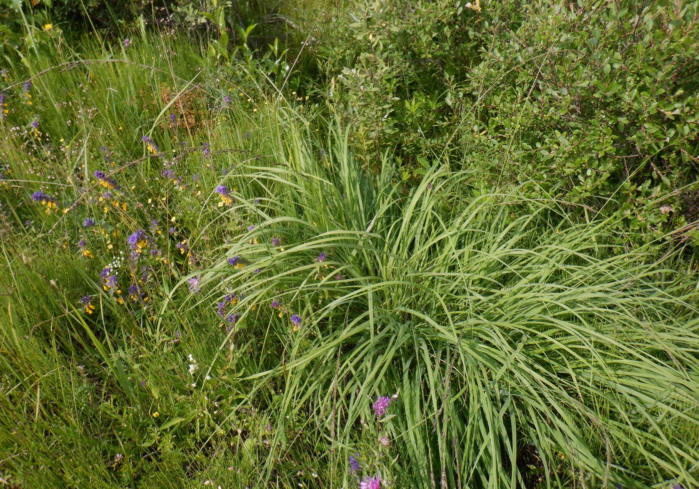 Изображение особи Molinia caerulea.