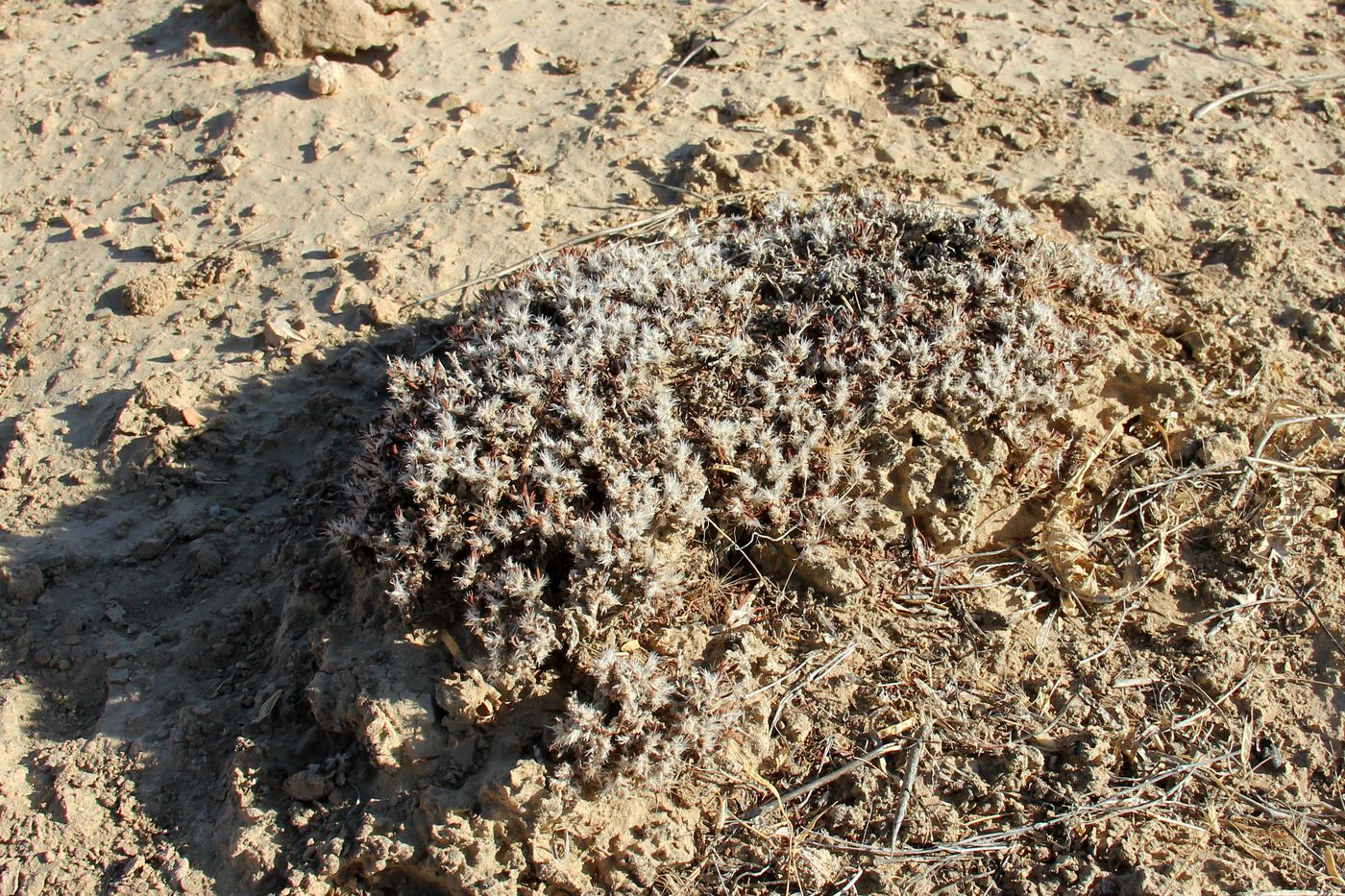 Image of Polygonum pulvinatum specimen.