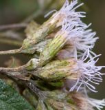 Aristeguietia persicifolia. Соцветия. Перу, регион Куско, археологический комплекс \"Писак\", склон правого борта реки Riachuelo Quitamayo. 12.10.2019.