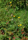 Sonchus subspecies uliginosus