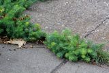 Euphorbia cyparissias