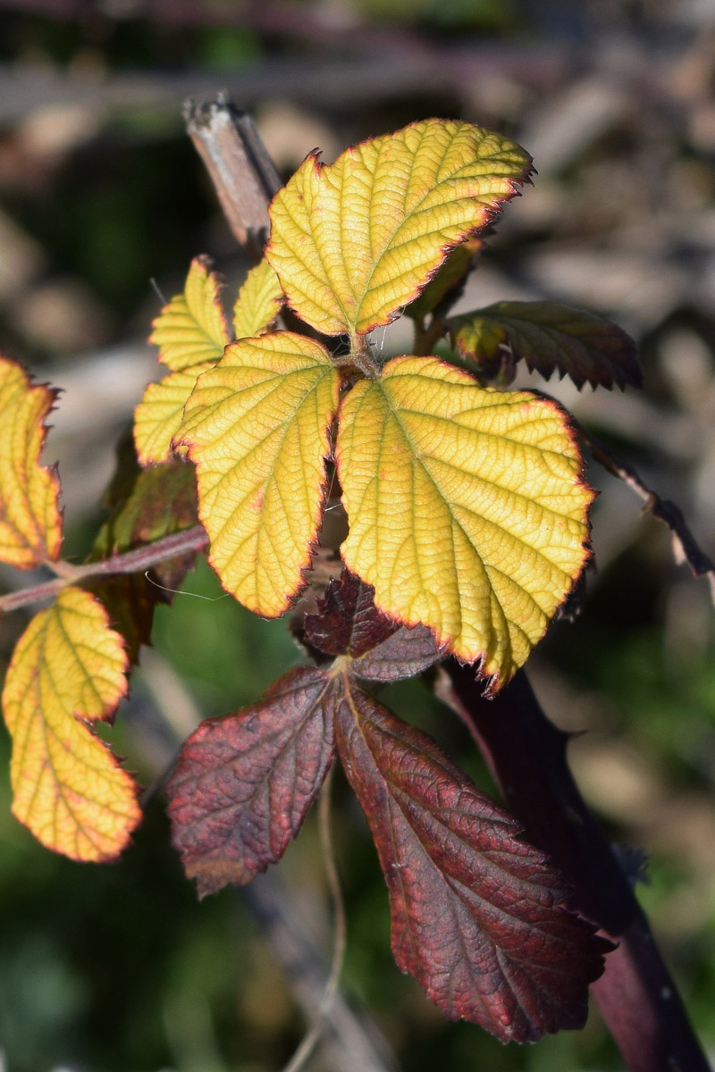 Изображение особи Rubus sanctus.