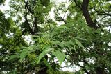 Phellodendron amurense