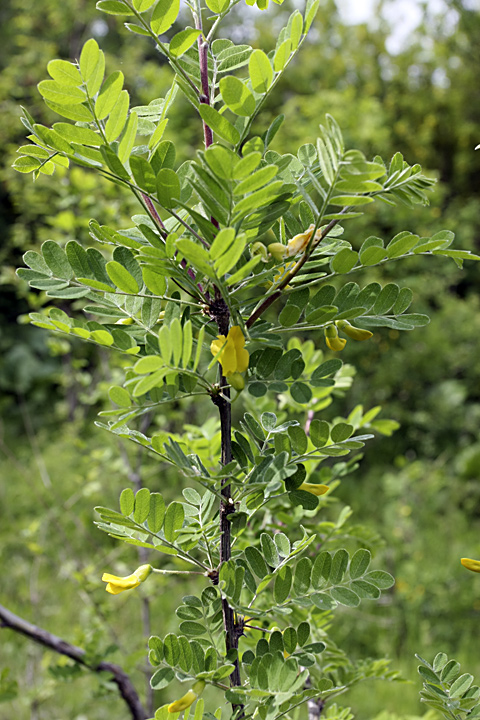 Изображение особи Caragana arborescens.