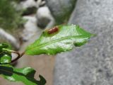 Salix kazbekensis. Лист с галлом. Кабардино-Балкария, Эльбрусский р-н, долина р. Ирикчат, ок. 2650 м н.у.м., близ р. Ирикчат. 07.07.2020.