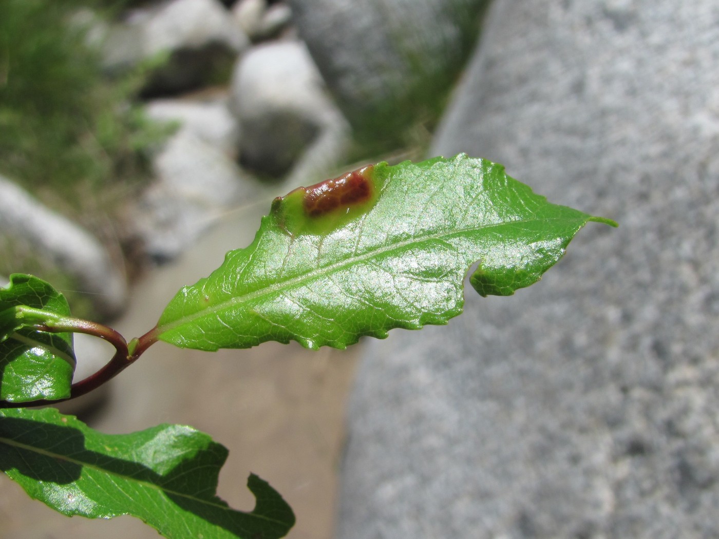 Image of Salix kazbekensis specimen.