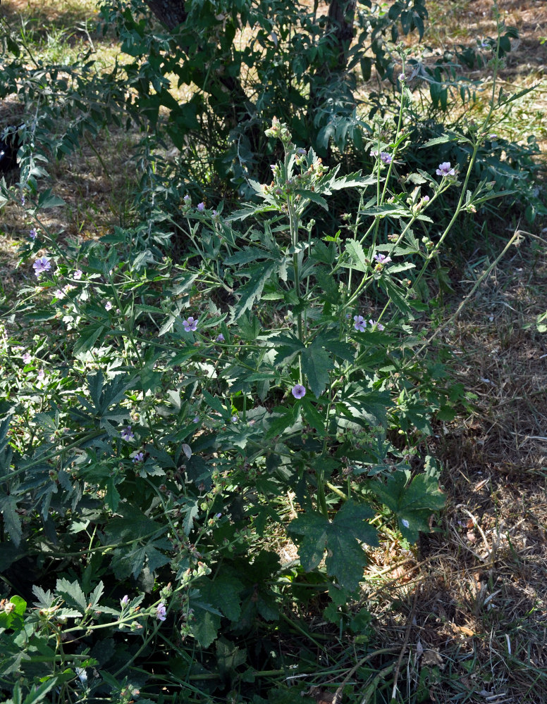 Image of Althaea armeniaca specimen.