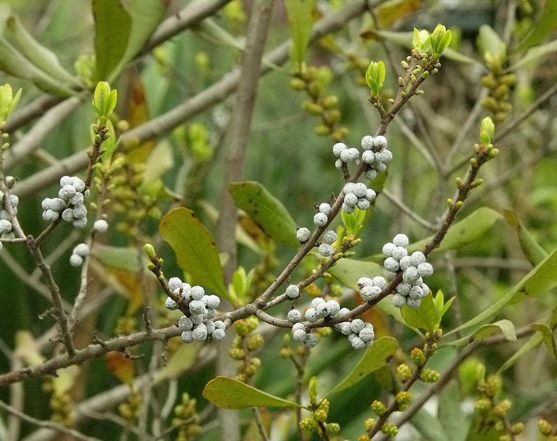 Image of Myrica pensylvanica specimen.