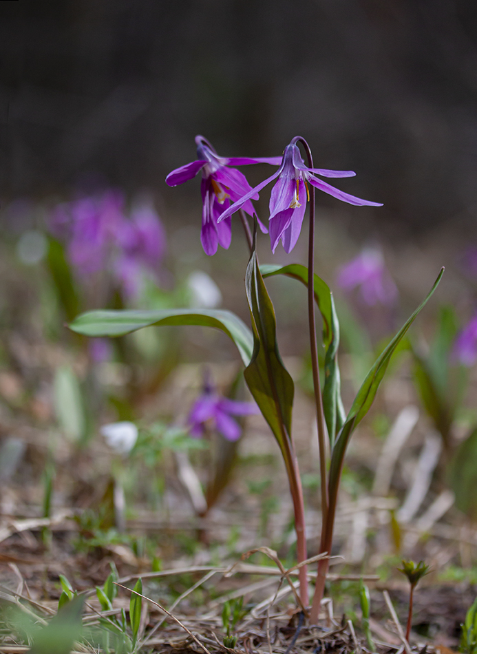 Изображение особи Erythronium sibiricum.